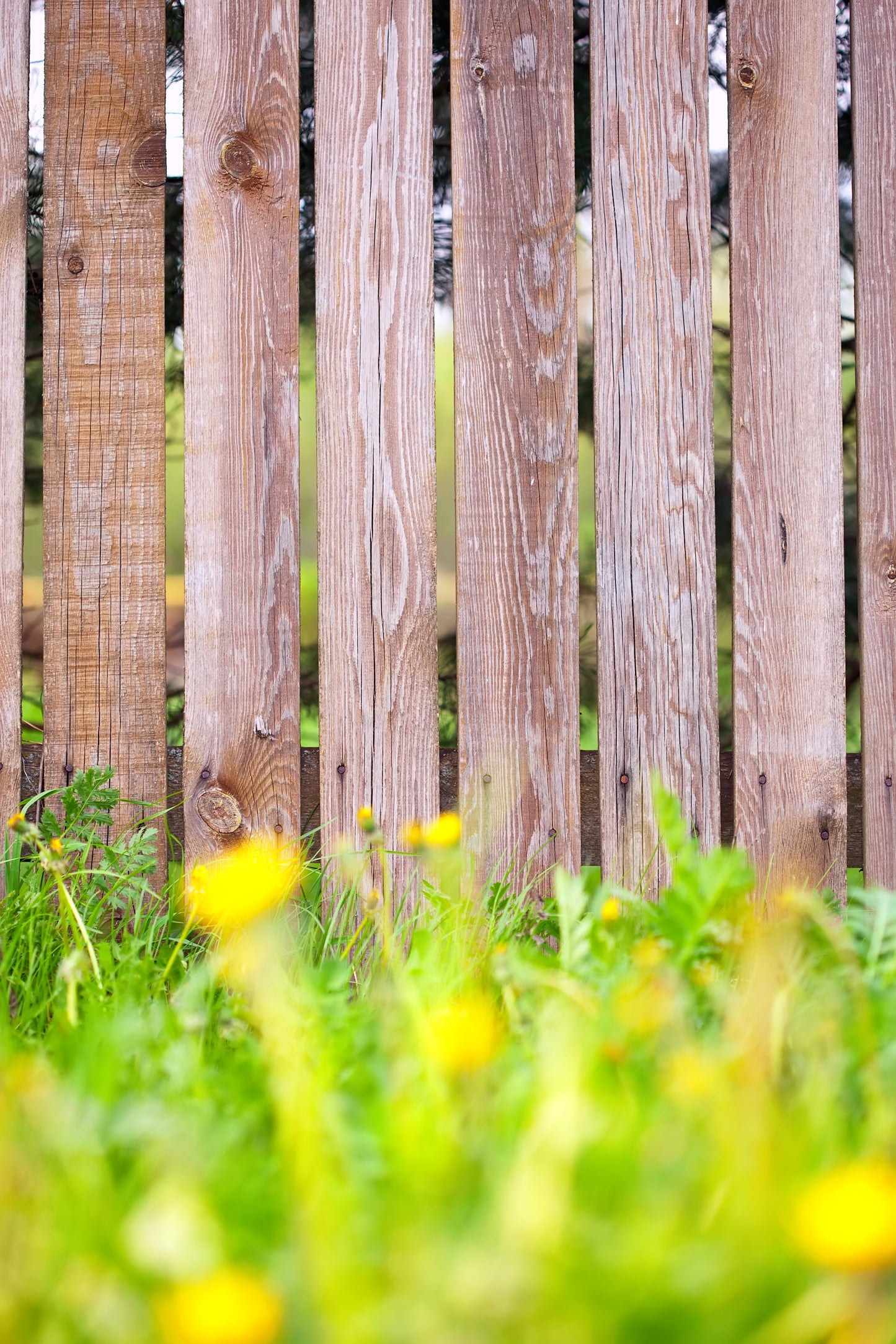 Fence service🚪